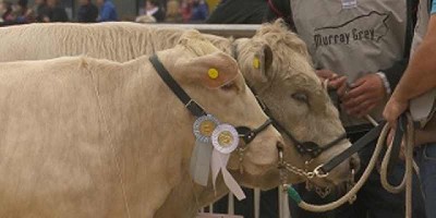 La Cotidiana y Don Federico ganaron los máximos premios de Limousin en la Expo Rural 2019