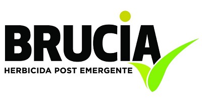 Summit Agro presentó Brucia, un herbicida post-emergente para el control de malezas difíciles en el cultivo de maíz