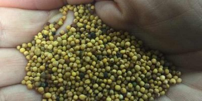 Un nuevo cultivo, nuevas oportunidades para la sustentabilidad