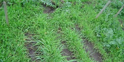 Analizan la competencia entre malezas y pasturas templadas