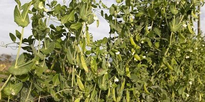 Arvejas, un buen complemento para las producciones mixtas