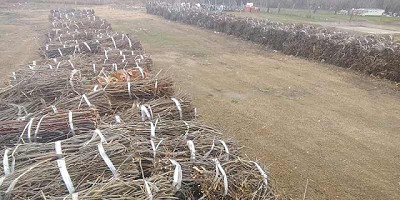 Se promueve la poda urbana eficiente para generar energía térmica