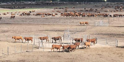 Prueban en el país una balanza inteligente para la hacienda