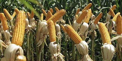 El precio del maíz volvió a caer en Chicago y deprimió los valores locales a pocos días del inicio de la siembra