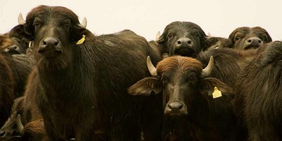 Descubren un virus de búfalos que contagia a vacas