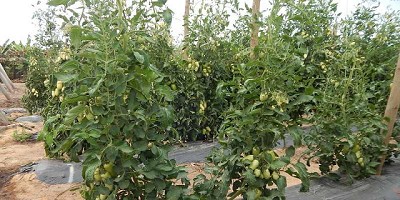 Con injertos, el cultivo de tomate rinde hasta un 58 % más