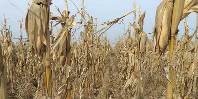 Por qué el maíz de segunda se está ganando un lugar en el sudeste bonaerense