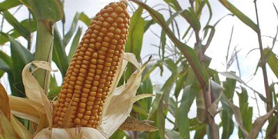 En EE.UU. proyectaron menores cosechas