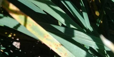 Los riesgos que enfrenta el trigo: déficit hídrico en algunas zonas y enfermedades