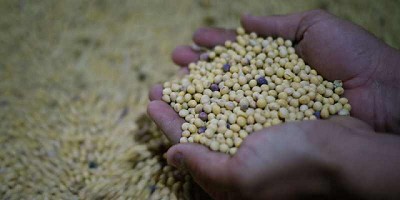 Por la expectativa de una mala cosecha, en EE.UU. el valor de la soja tuvo un repunte parcial