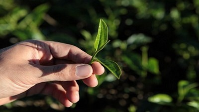 La importancia de los sistemas de agricultura protegida
