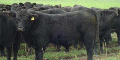 Castración de Terneros: Dolor y Pérdida de Peso