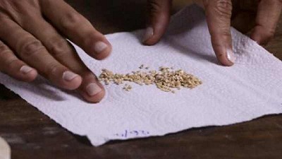 Se realizará la primera entrega de semillas de tomates criollos antiguos