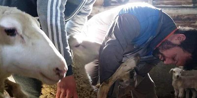 Intenso trabajo del Laboratorio Central de Agroindustria para mejorar la sanidad de ovinos en toda la Provincia