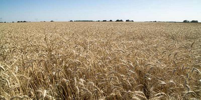 El Ministerio de Agricultura proyecta 21 millones de toneladas de trigo