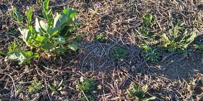 Malezas: un sistema de manejo