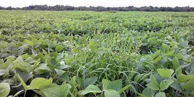 Por qué se multiplican los casos de resistencia a herbicidas