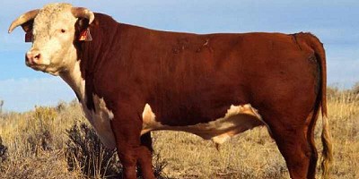 Hereford hará su 7º Exposición Nacional Patagónica, en Gral. Conesa