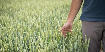 FAUBA investiga la resistencia de la Mancha amarilla en trigo con el apoyo de BASF
