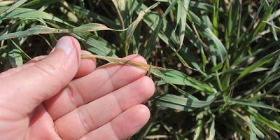 La falta de humedad afecta al trigo y complica los planes para la gruesa en el oeste bonaerense