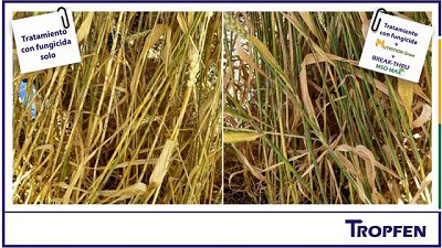 Un complemento clave para las aplicaciones de fungicidas