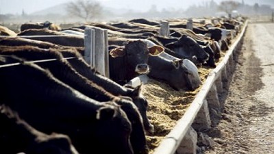 Claroscuros en el horizonte del feedlot