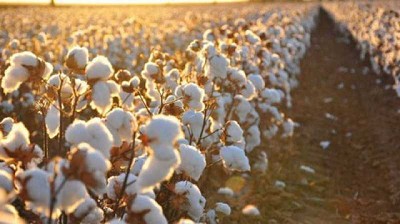 EEUU aprueba la primera variedad de algodón apta para consumo humano