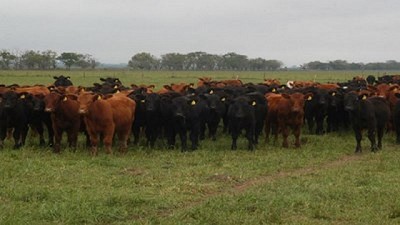 En Santiago del Estero, “la ganadería ha crecido más de un 10% en el último año”