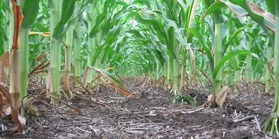 ¿Cuánto nos cuestan las malezas en los diferentes cultivos?