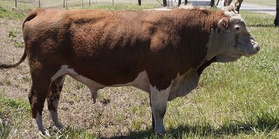 Controlar la sanidad en toros evita pérdidas de hasta un 30 %