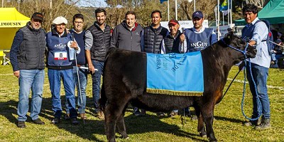 La Exposición del Ternero Angus de primavera ya tiene sus Grandes Campeones