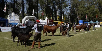 Los campeones machos deslumbraron en EXPOBRA 2019