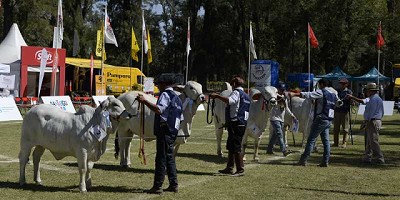 Con las ventas de los Grandes Campeones, cerró la 13° edición de EXPOBRA