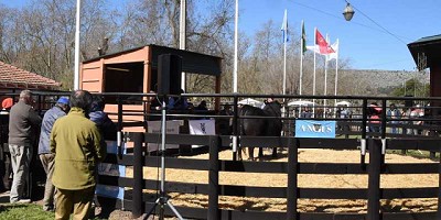 En La Nación Ganadera, se vendió un toro por 600.000 pesos