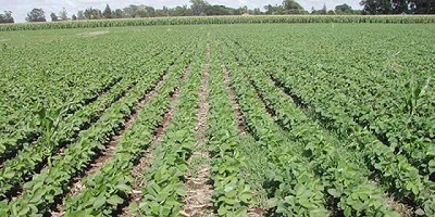 Investigación de largo plazo en nutrición de cultivos