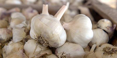 La cosecha de ajo 2019/2020 debe ser empacada y rotulada en establecimientos autorizados