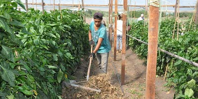 Productores hortícolas de la Provincia abastecerán a la cadena Subway
