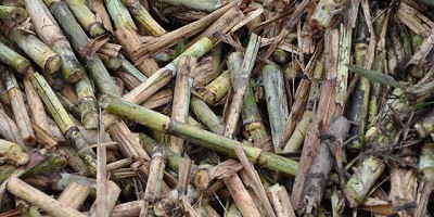 Buscan obtener biocombustibles de segunda generación