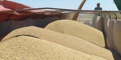 Suspenden del RUCA a empresas por no declarar compras en el SIO Granos