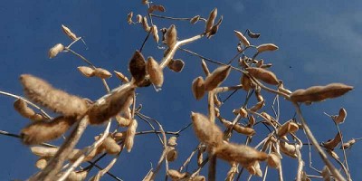 Postales desde Shanghái, por Diego de la Puente