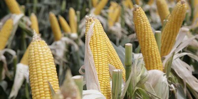 Se aprobó nuevo evento biotecnológico de maíz