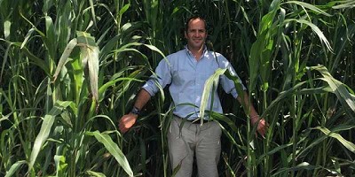 Tips para no fallar en la siembra de sorgo y maíz