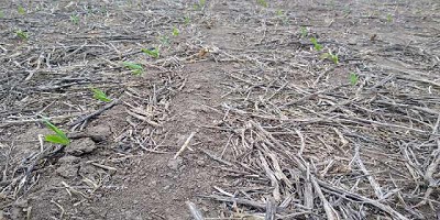 Se sembraron mas de 1.3 Mha de Maiz en todo el país