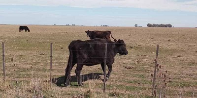 Se resiente el trigo por la falta de lluvias y también está afectada la ganadería