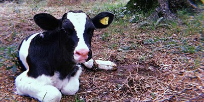 Mastellone Hnos. finalizó la 5° edición de su concurso 