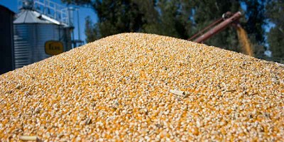 Récord de exportaciones de maíz: 24,9 millones de toneladas entre enero y agosto