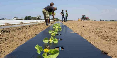 El rol de los bioplásticos en el cultivo de tomates
