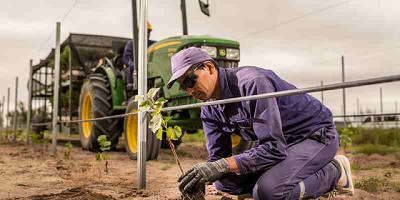 Grupo Peñaflor firmó un acuerdo con la Universidad de California para la mejora de sus vides