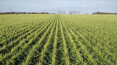 La proyección de producción de trigo desciende a 19.8 MTN