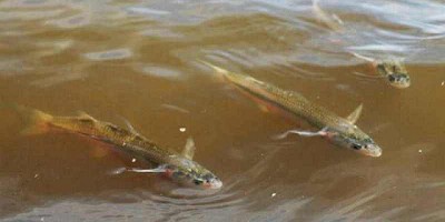 Nuevo repoblamiento de lagunas bonaerenses con larvas de pejerrey